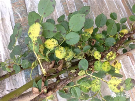 月季葉片出現(xiàn)黑色、褐色斑點(diǎn)