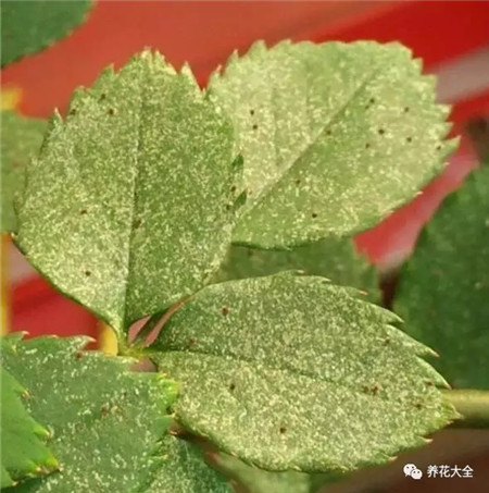 長壽花葉片變黃、葉片脫落