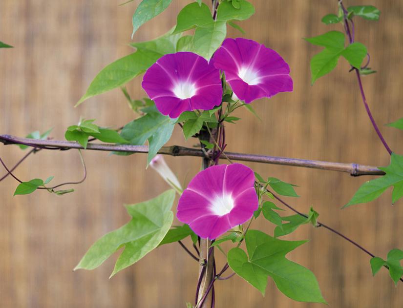 牽?；ňx圖片