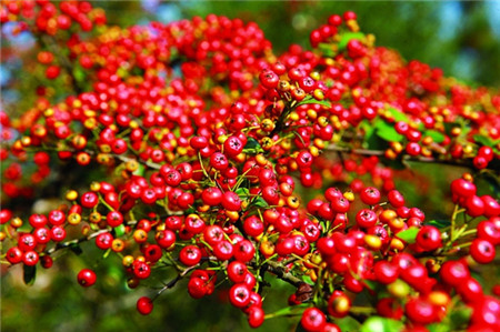 火棘果實