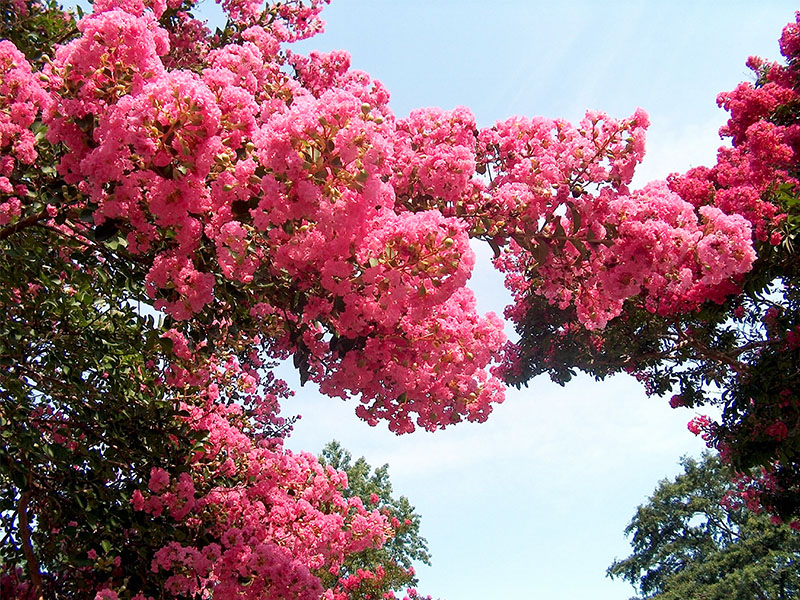 紫薇花又開(kāi)，相逢不相識(shí)
