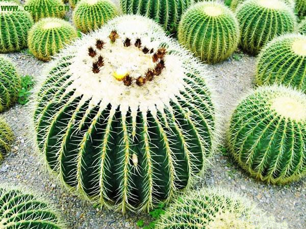 圓潤帶刺的仙人掌