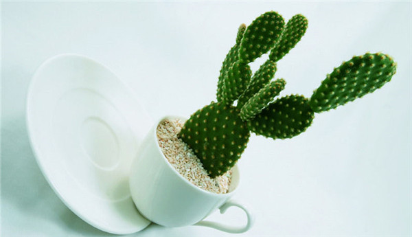 仙人掌可以去跳舞了