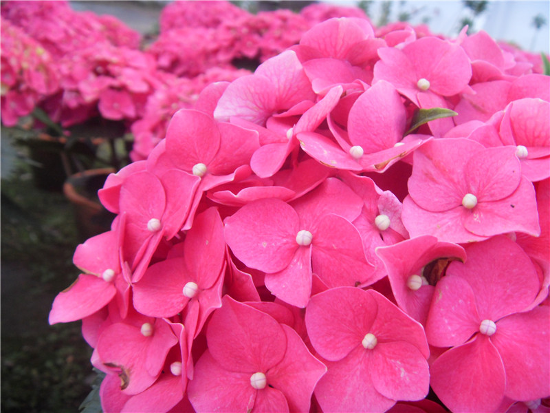 八仙花開(kāi)放