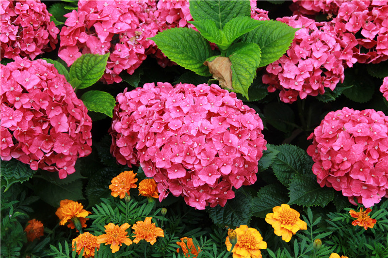 八仙花圖片欣賞