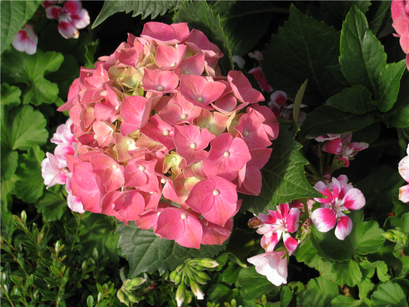 別樣景色——八仙花開(kāi)