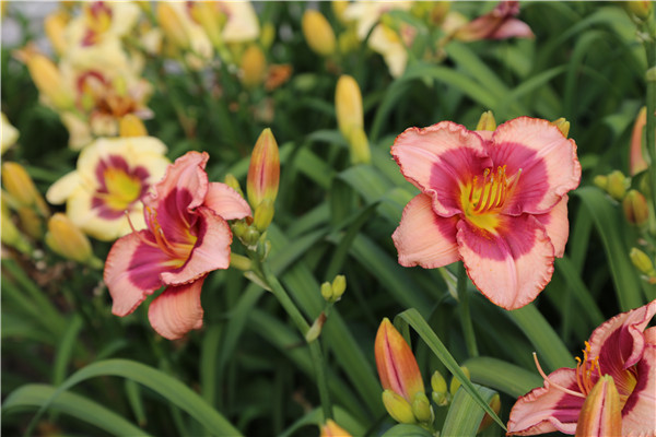 萱草——母親之花