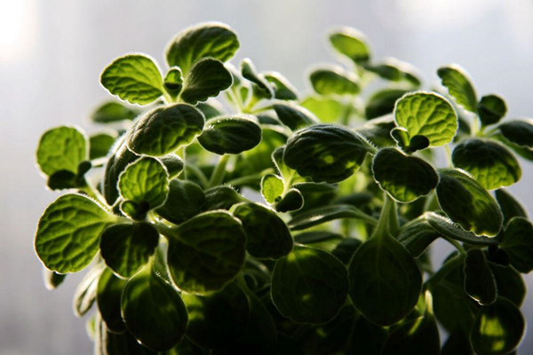 生長茂密的碰碰香