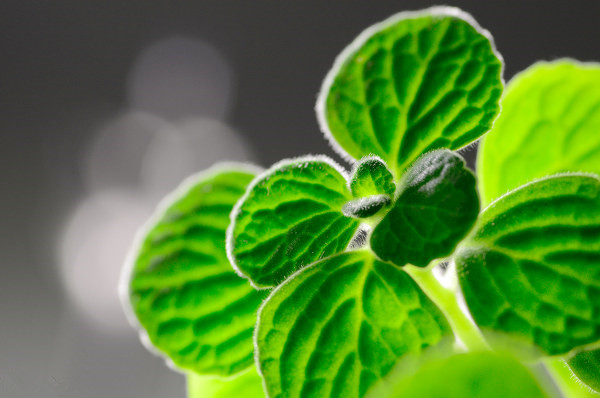 觸碰后手有余香的碰碰香