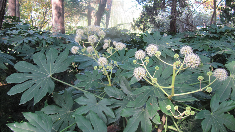 八角金盤的圖片