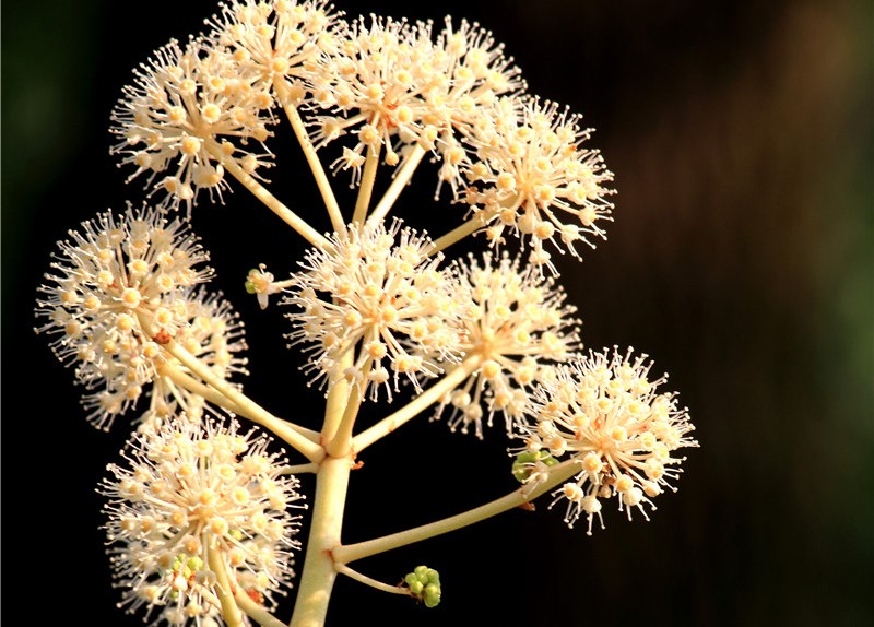 八角金盤圖片大全