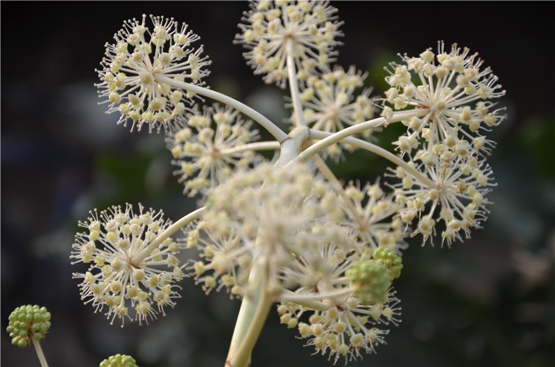 八角金盤圖片大全