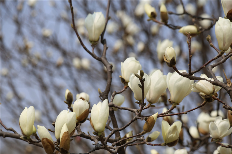 白玉蘭圖片欣賞