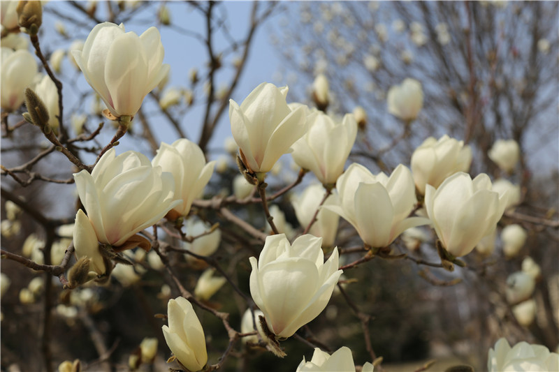 白玉蘭，潔白如玉