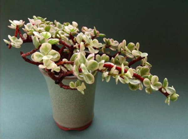 彩云之南，雅樂之舞