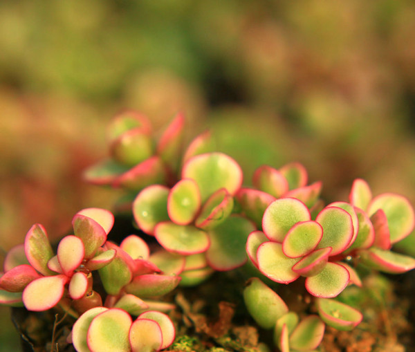 彩云之南，雅樂(lè)之舞