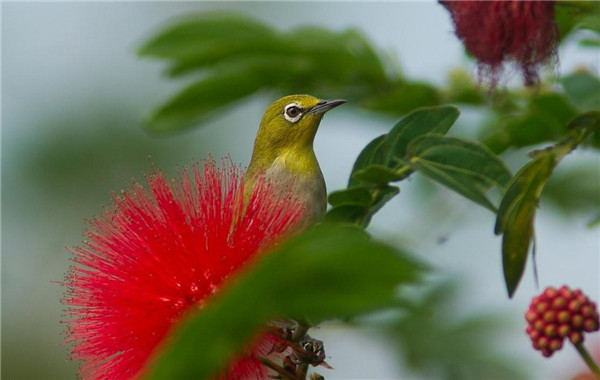 朱纓花圖片欣賞