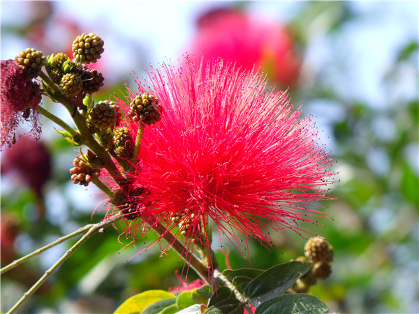 朱纓花圖片欣賞