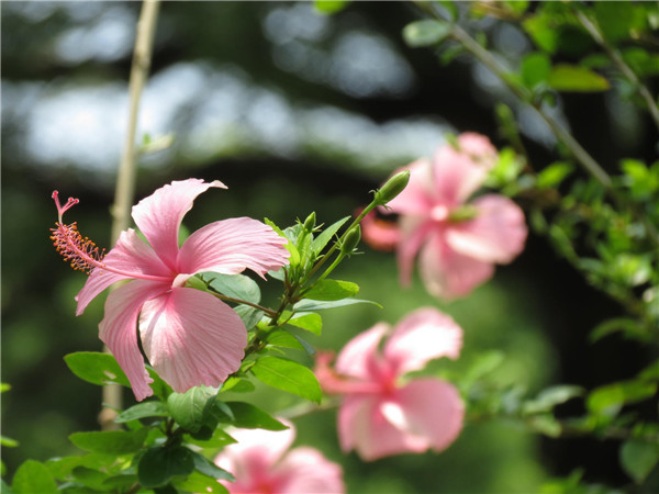 熱情奔放的朱瑾
