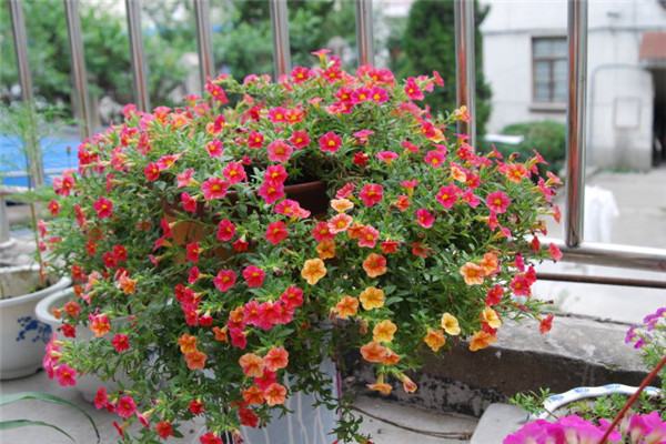 百萬小玲盆栽圖片