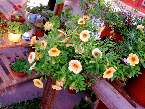 百萬小玲圖片欣賞