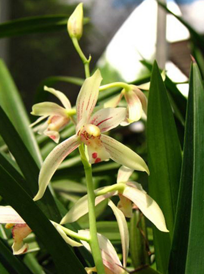 幽靜素雅之建蘭