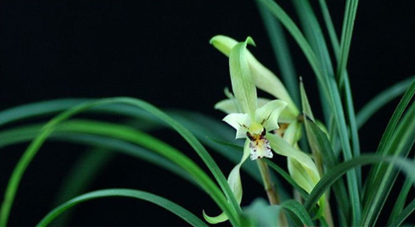 素色春蘭