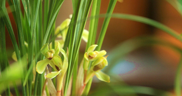 嬌小修長之春蘭