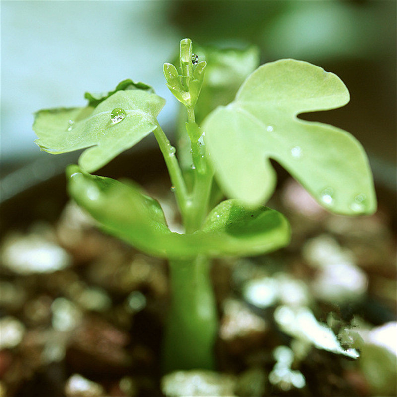 莊周夢(mèng)蝶幻蝶蔓