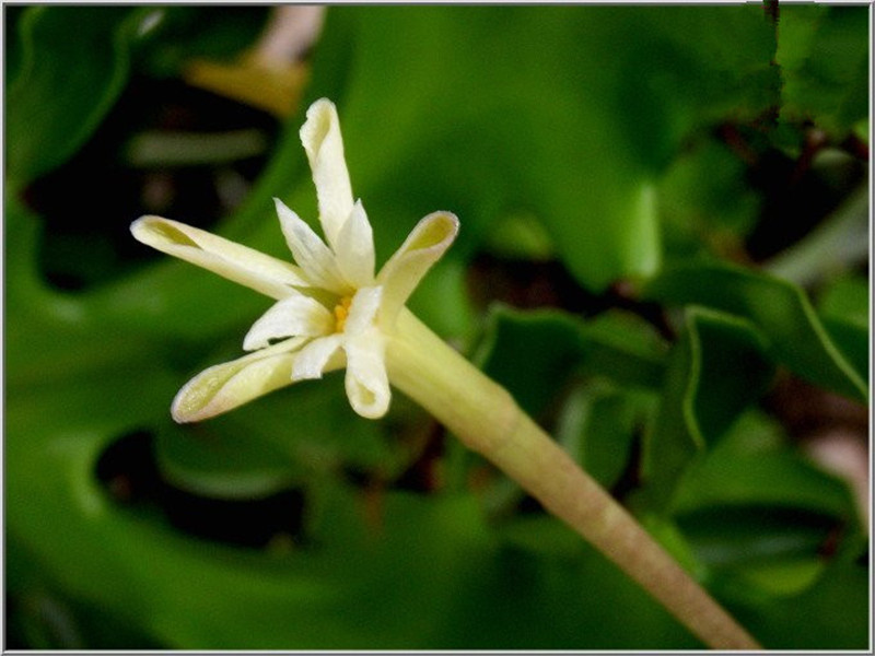 遺世而獨(dú)立的幻蝶蔓
