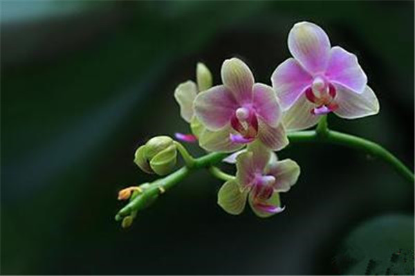 淡雅的麒麟火焰蘭