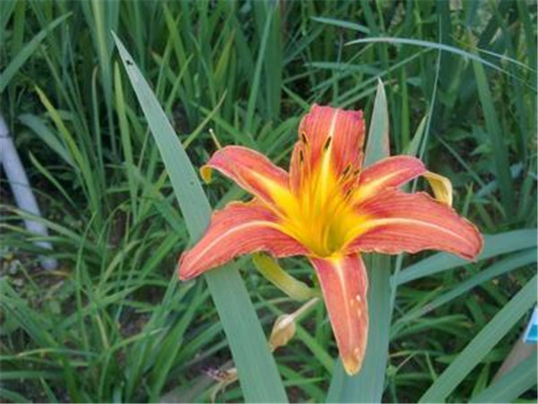 活捉一枚野外麒麟火焰蘭