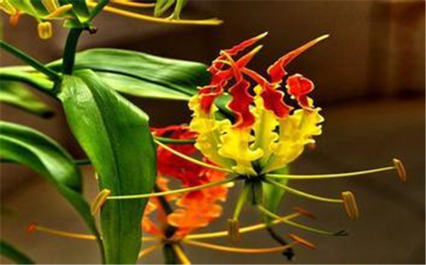 優(yōu)雅的麒麟火焰蘭