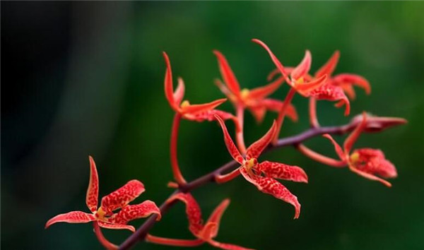 麒麟火焰蘭的春天