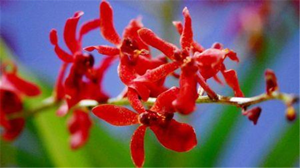 熱烈的蘭花——麒麟火焰蘭