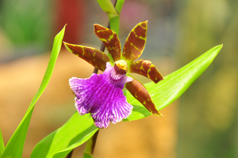 花香四溢紫香蘭