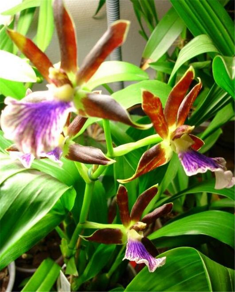 光彩照人紫香蘭