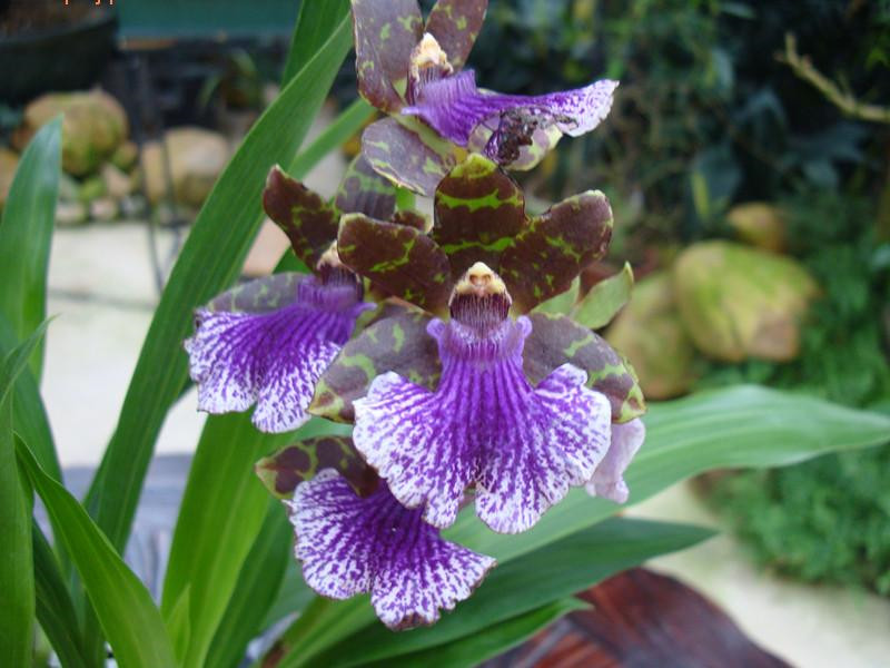 高貴典雅紫香蘭