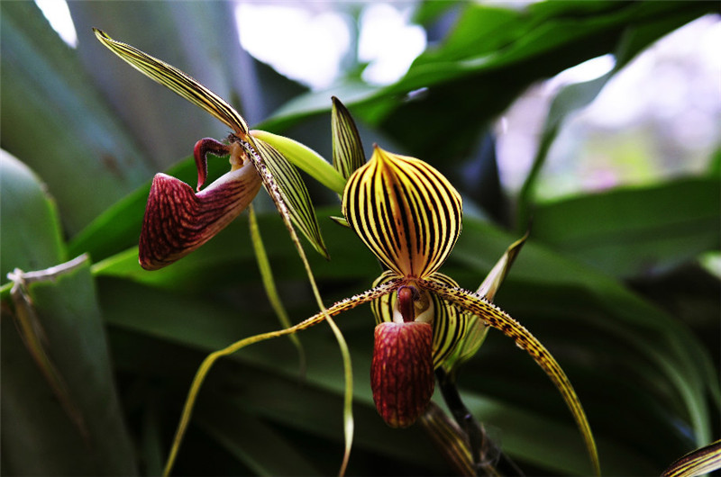 國王兜蘭的紋路花瓣