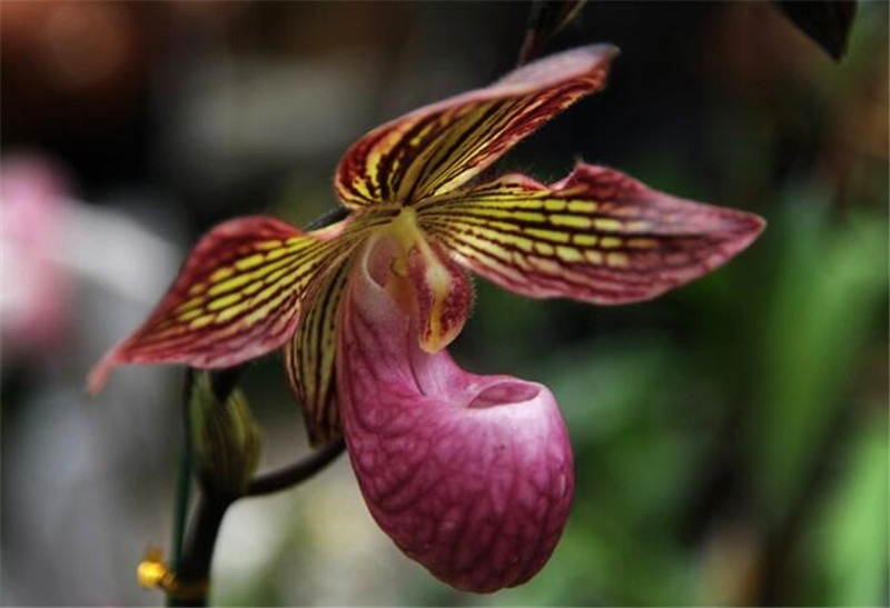 張開翅膀的國王兜蘭