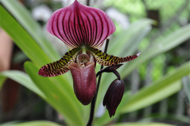 國王兜蘭的小兜