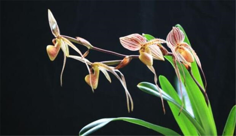 暗夜中的國王兜蘭