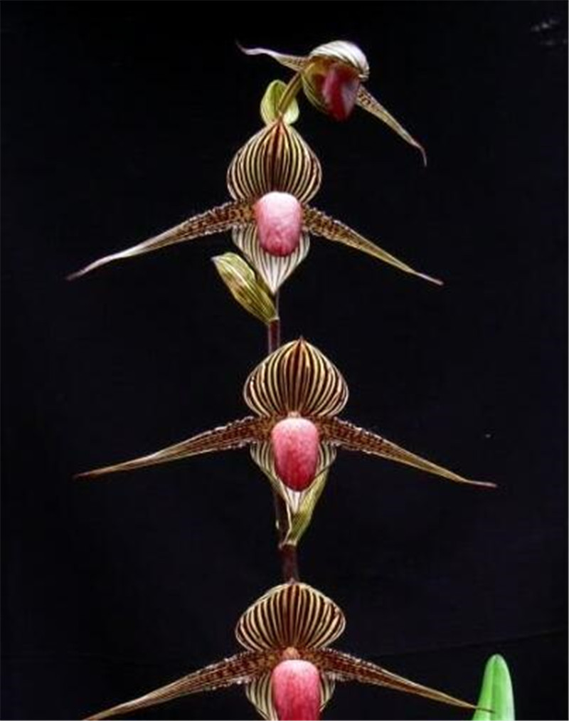 國王兜蘭的盛世美顏