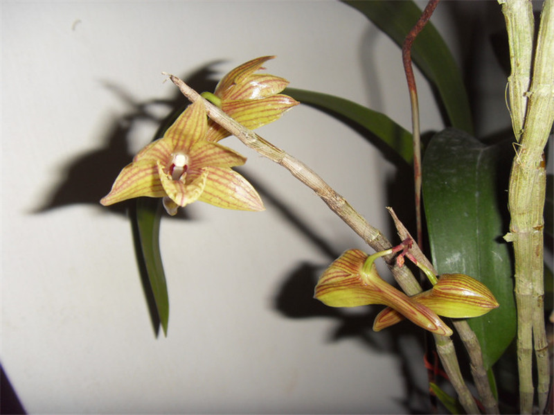 報(bào)春兜蘭來報(bào)春