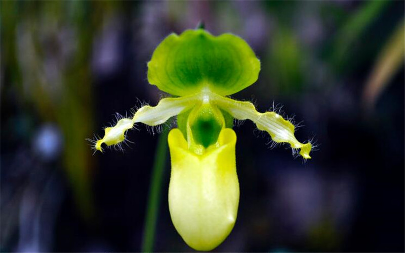 一雙大拖鞋報(bào)春兜蘭