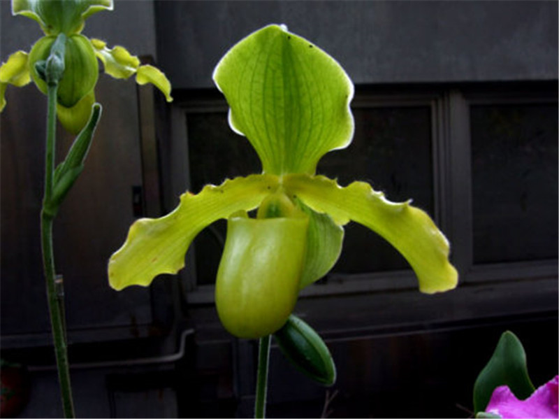 報(bào)春兜蘭來報(bào)春