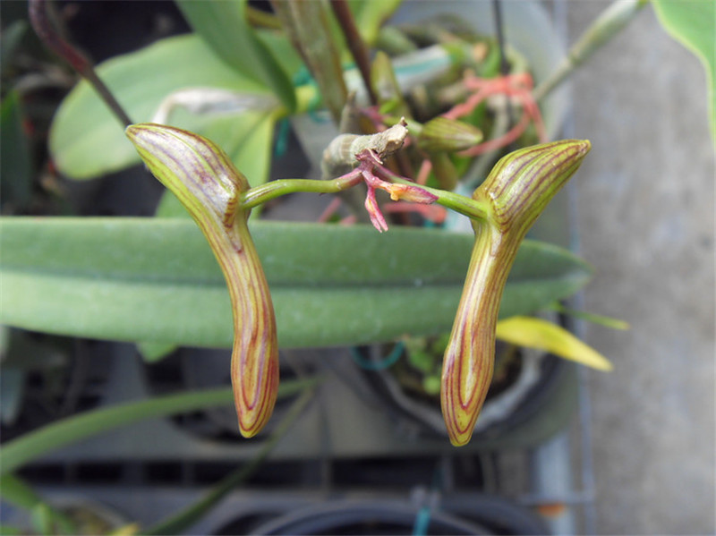 報春兜蘭來報春