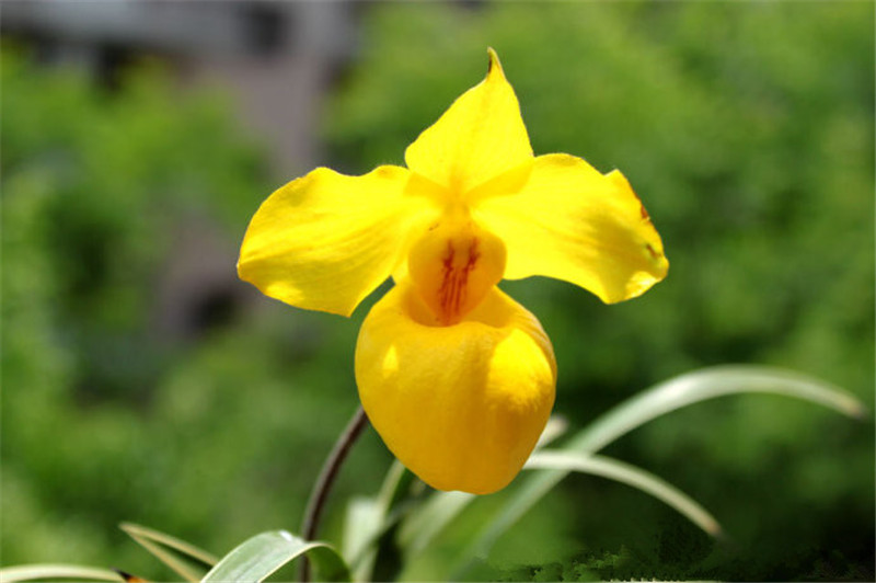 陽光下的杏黃兜蘭