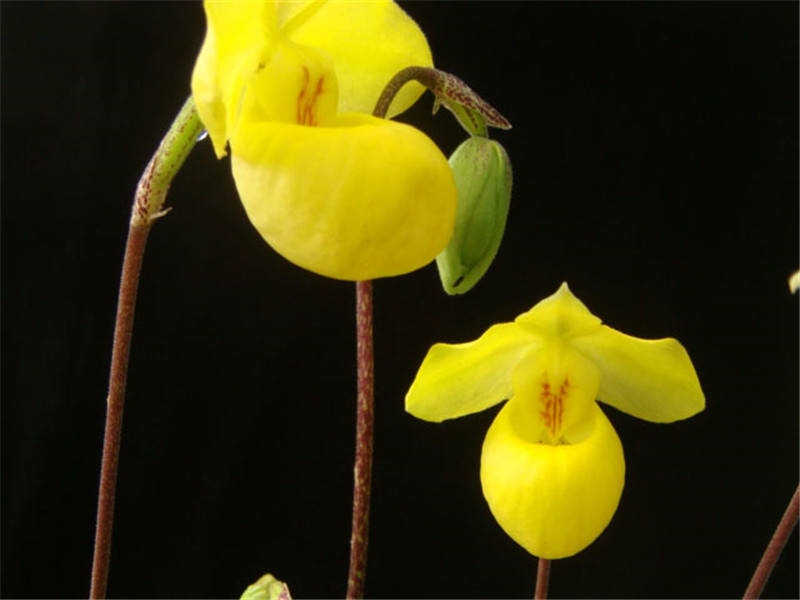 杏黃兜蘭的大黃兜