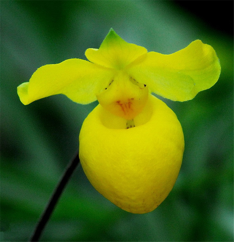 絢麗的杏黃兜蘭